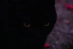 Black cat, domestic pet animal