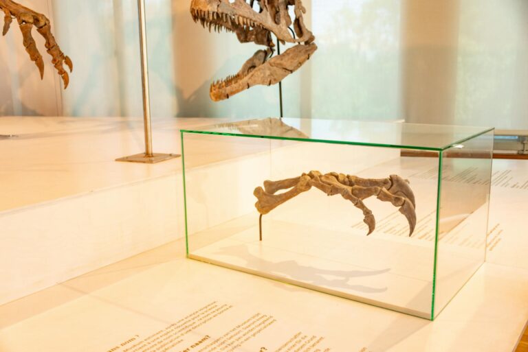 dinosaur fossils displayed in museum
